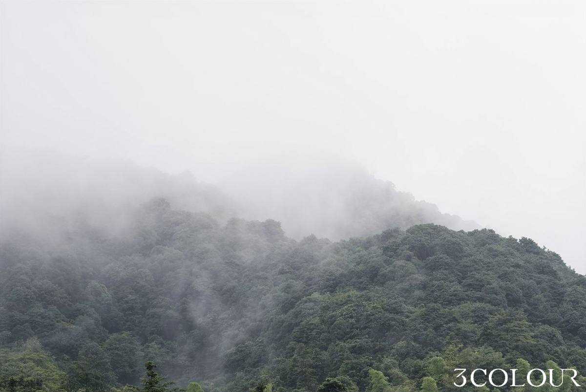 廬山雲霧茶.jpg